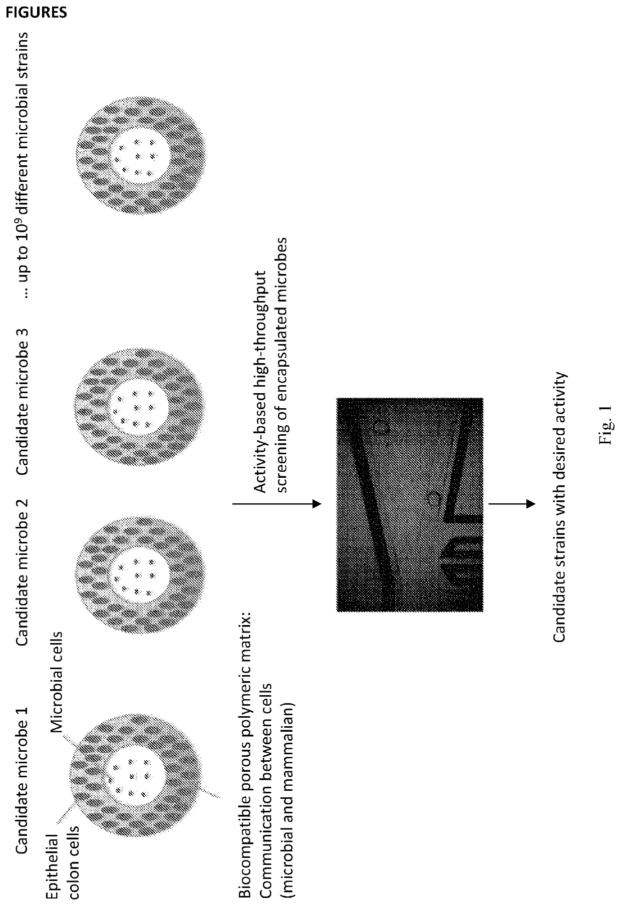 Microparticle for cultivating and testing cells