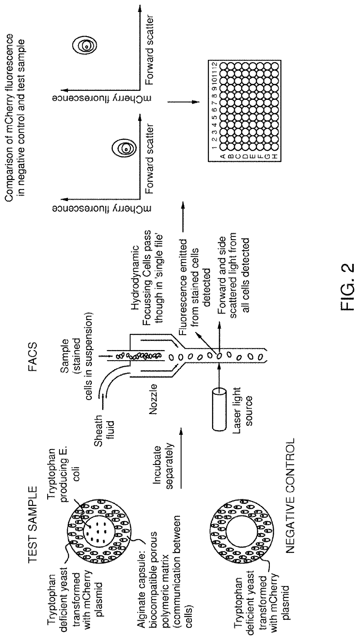 Microparticle for cultivating and testing cells