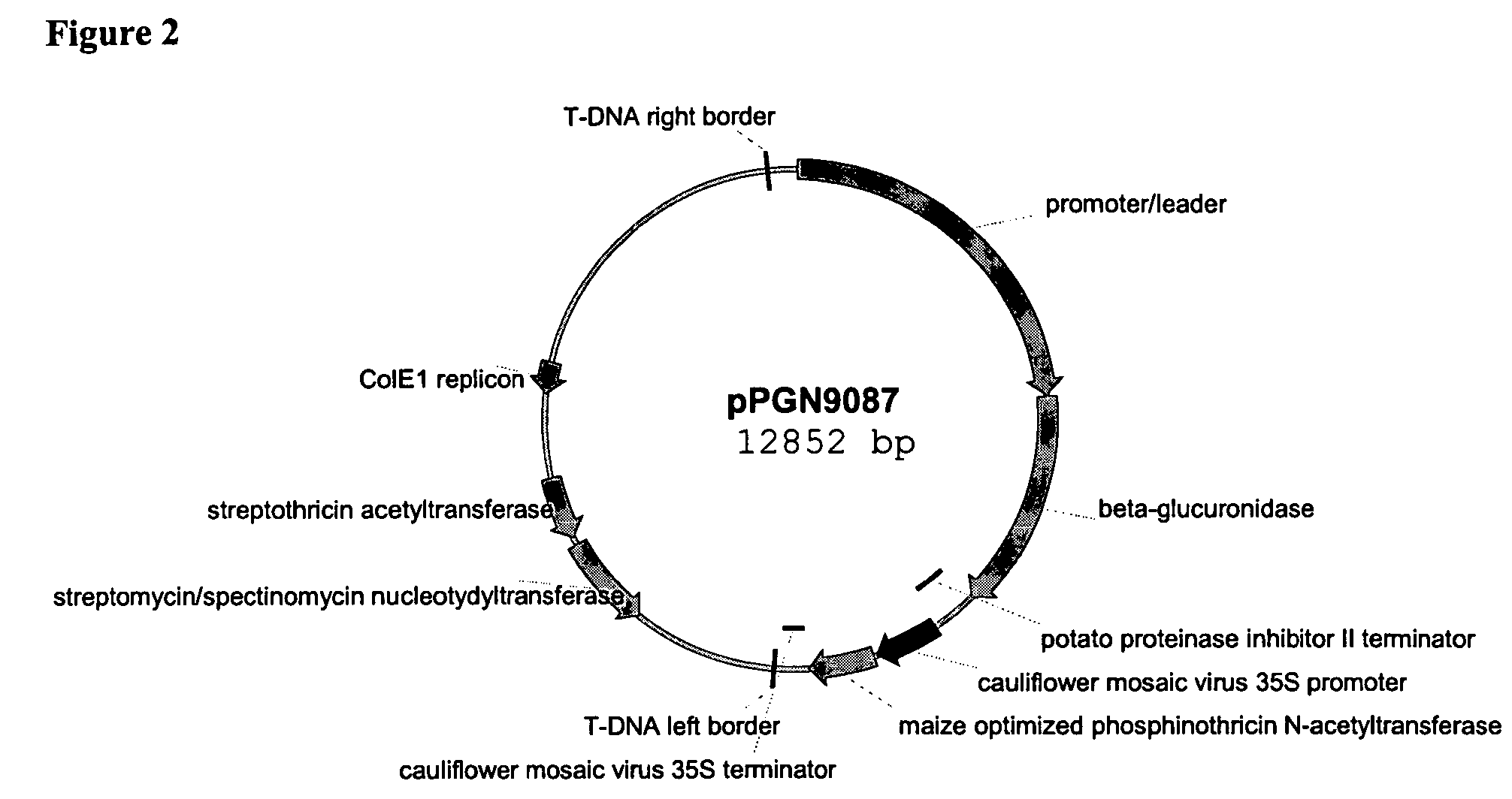 Embryo preferred promoter and method of using same