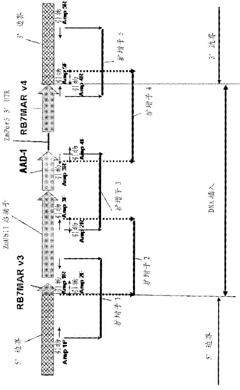 Detection of AAD-1 event DAS-40278-9