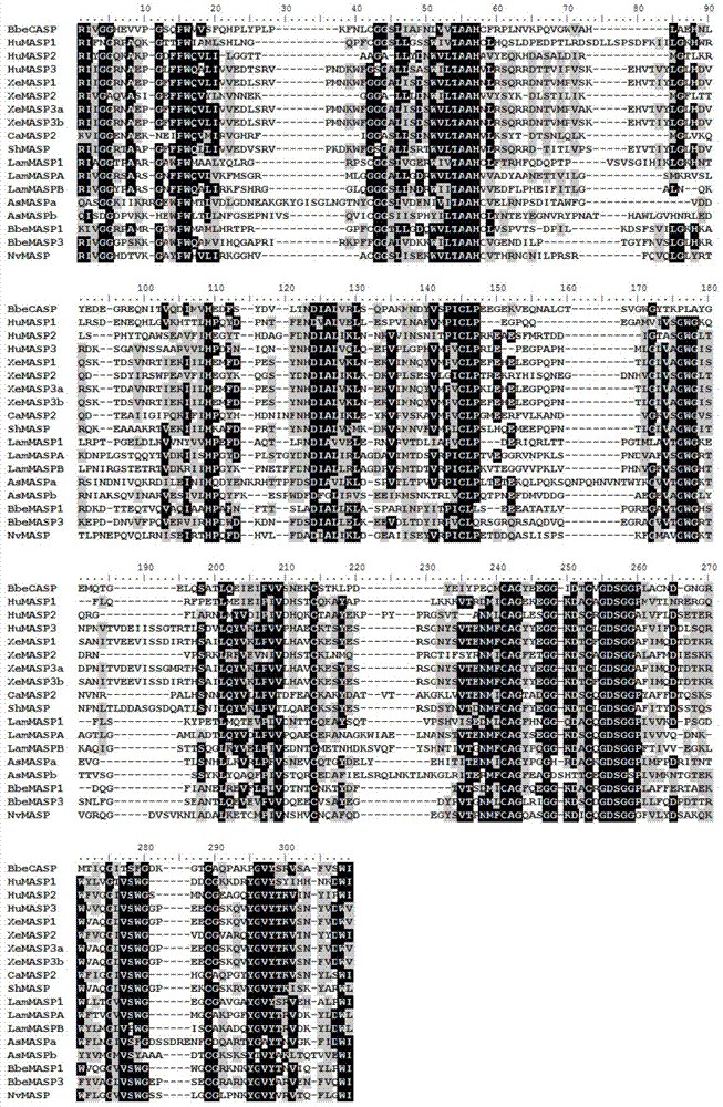 Branchiostoma belcheri chitin-binding associated serine protease CASP gene for identifying chitin and application thereof