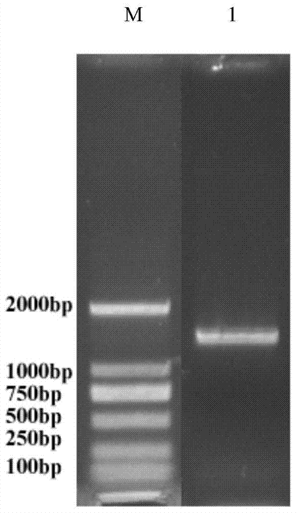 Branchiostoma belcheri chitin-binding associated serine protease CASP gene for identifying chitin and application thereof