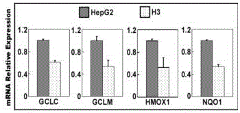 sgRNA and vector pair for orientated knockout of nrf2 gene in human hepatocyte and application