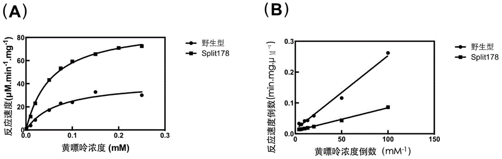 Xanthine dehydrogenase intercepting body and application thereof