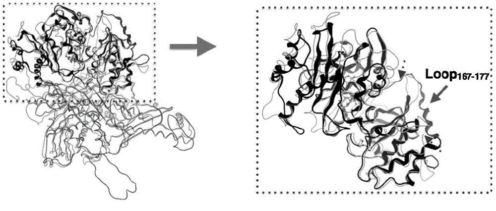 Xanthine dehydrogenase intercepting body and application thereof