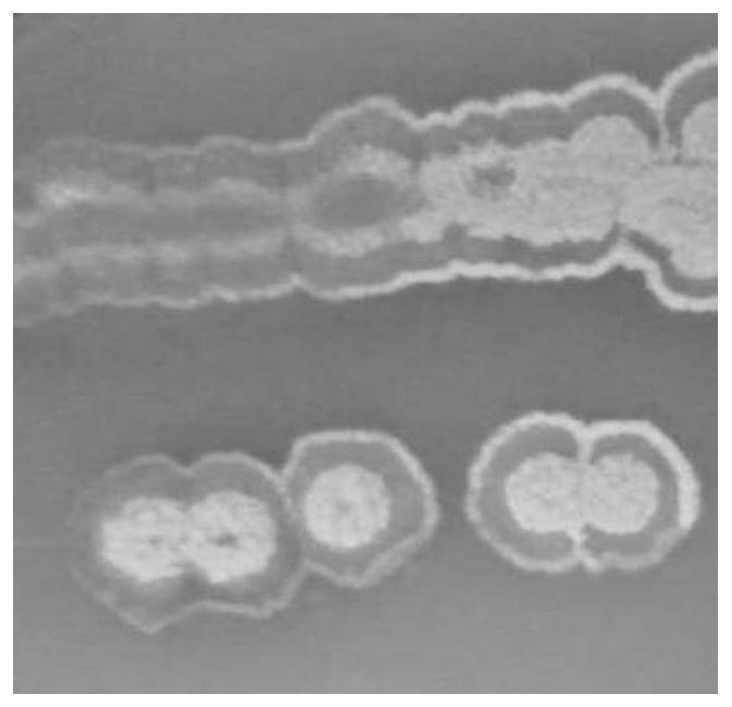 Marine Streptomyces dut11 and its anti-complement activity application