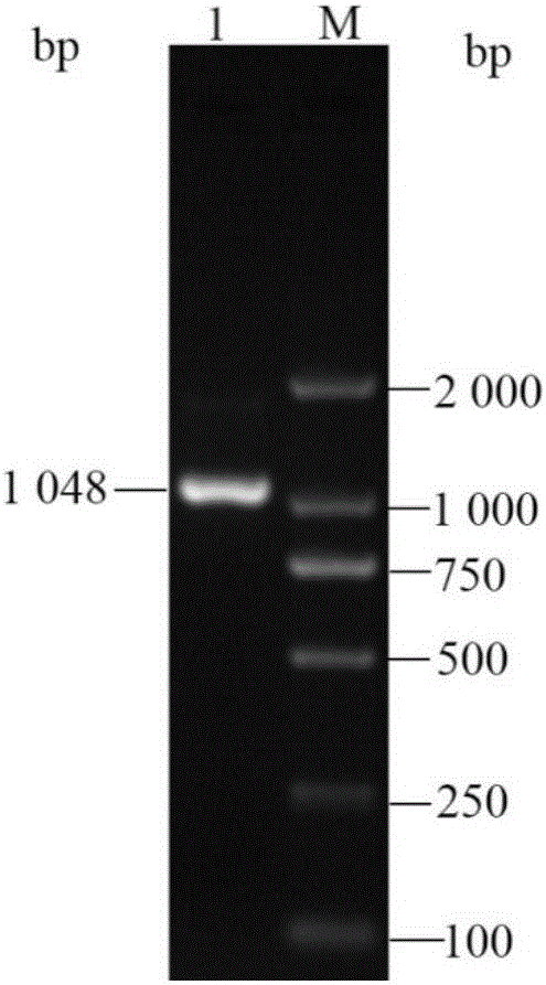 Primer set and probe for apple Actin gene real-time fluorescent quantitative PCR (polymerase chain reaction) detection and detection method by using same