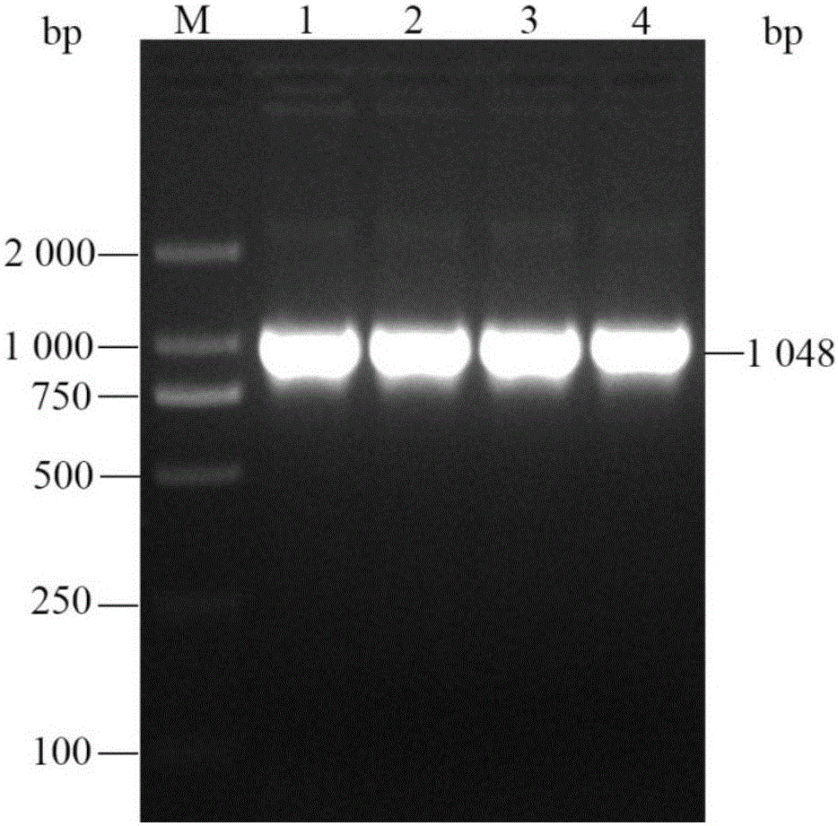 Primer set and probe for apple Actin gene real-time fluorescent quantitative PCR (polymerase chain reaction) detection and detection method by using same