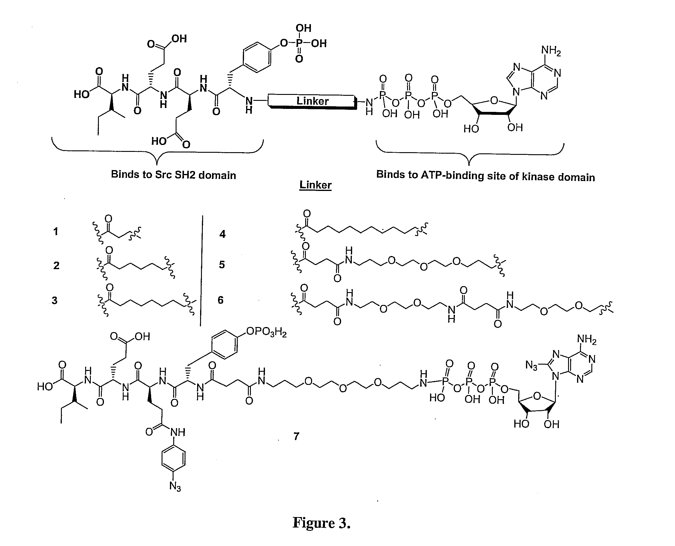 Bisubstrate inhibitors of protein tyrosine kinases as therapeutic agents