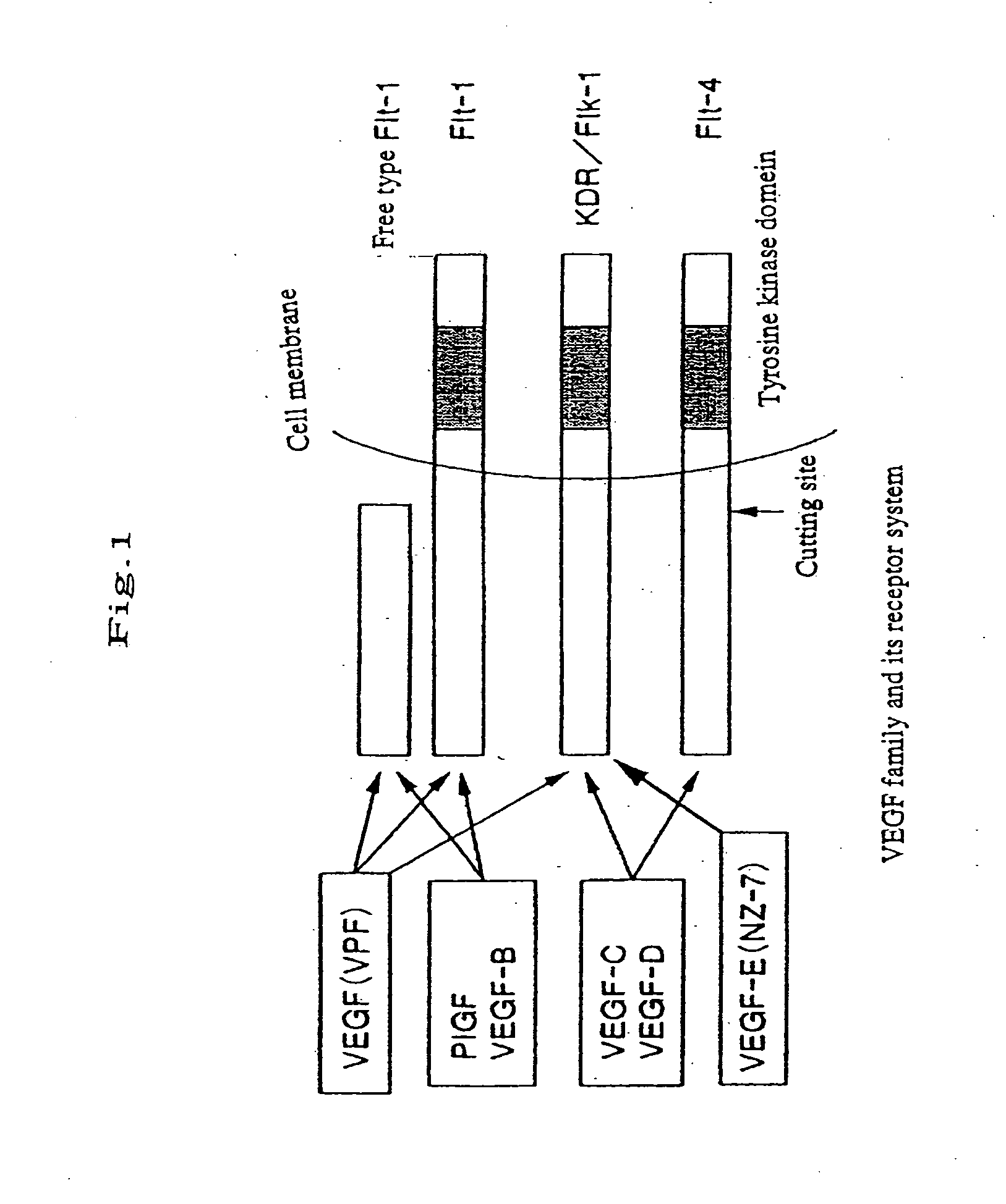 Chimera humanized vascular endothelial growth factor