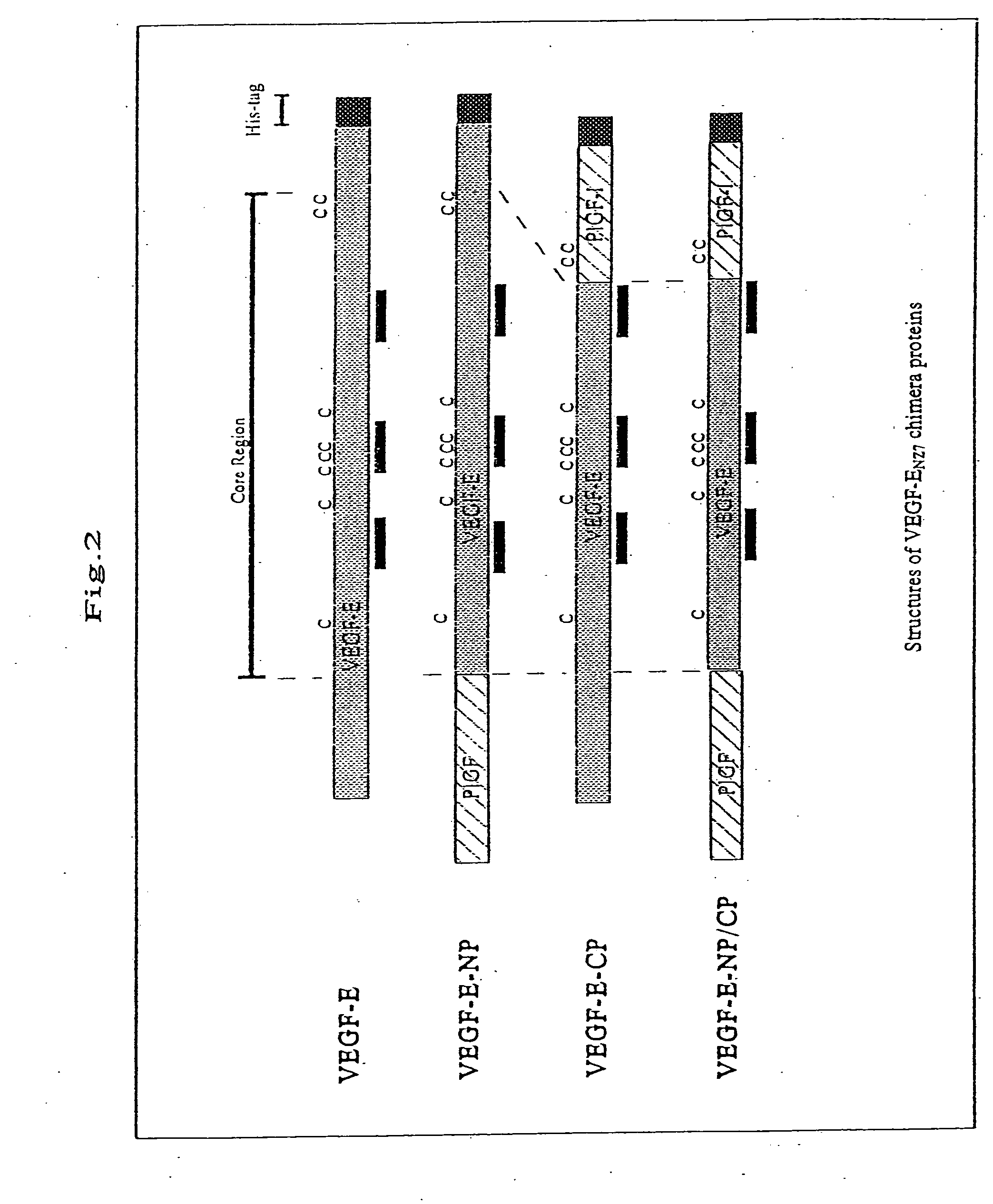 Chimera humanized vascular endothelial growth factor