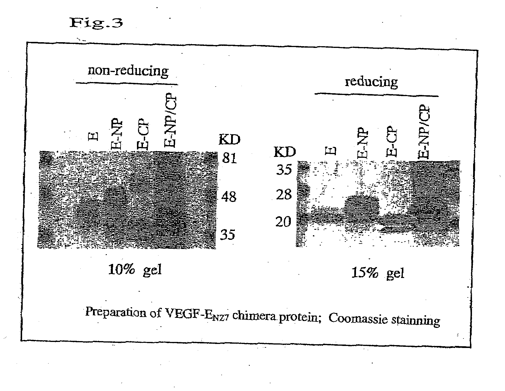 Chimera humanized vascular endothelial growth factor