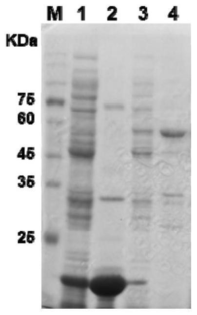 Flavone synthase I/flavanone-3-hydroxylase and application thereof in field of flavonoid compound synthesis