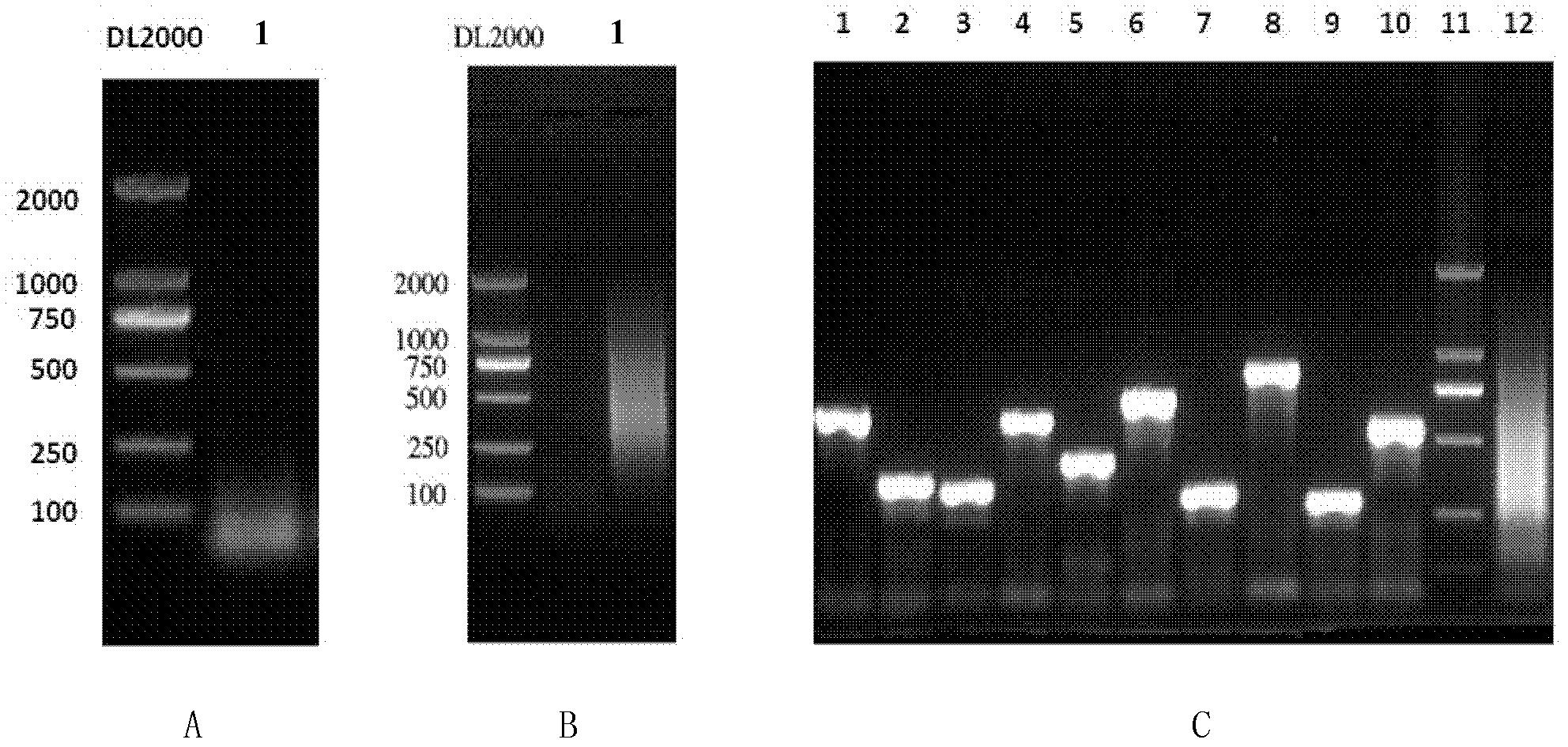 Method for analyzing epitope of monoclonal antibody by using yeast surface display system and application of method in vaccine development
