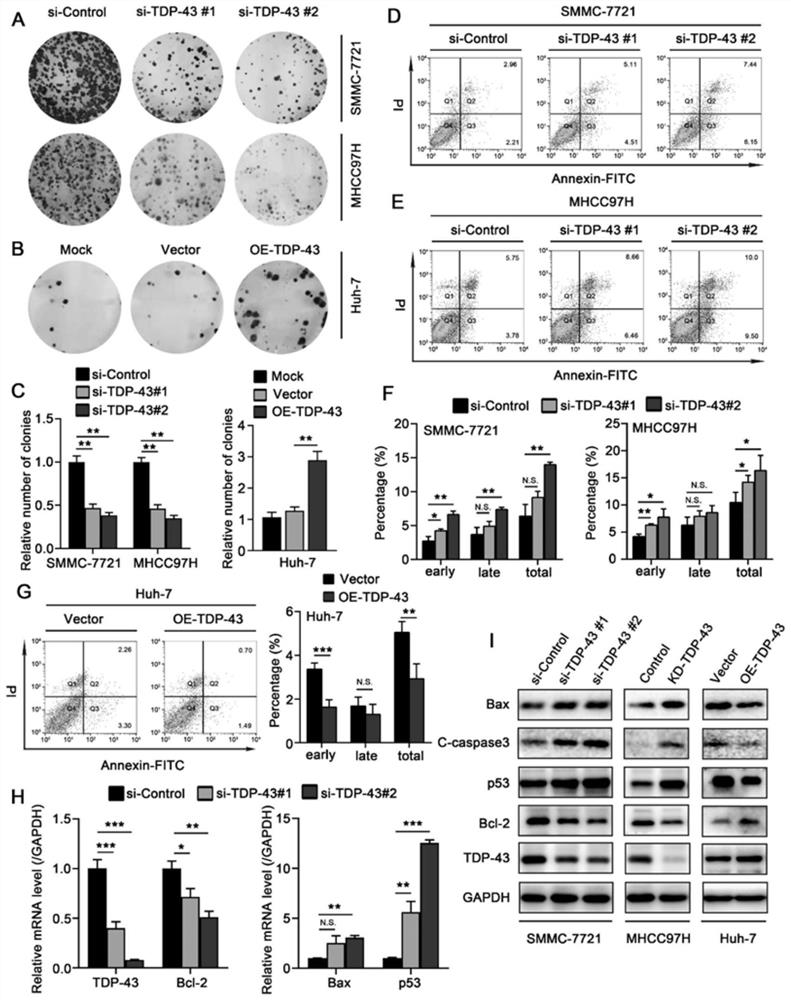 ABHD2 gene expression inhibitor and application and medicine thereof