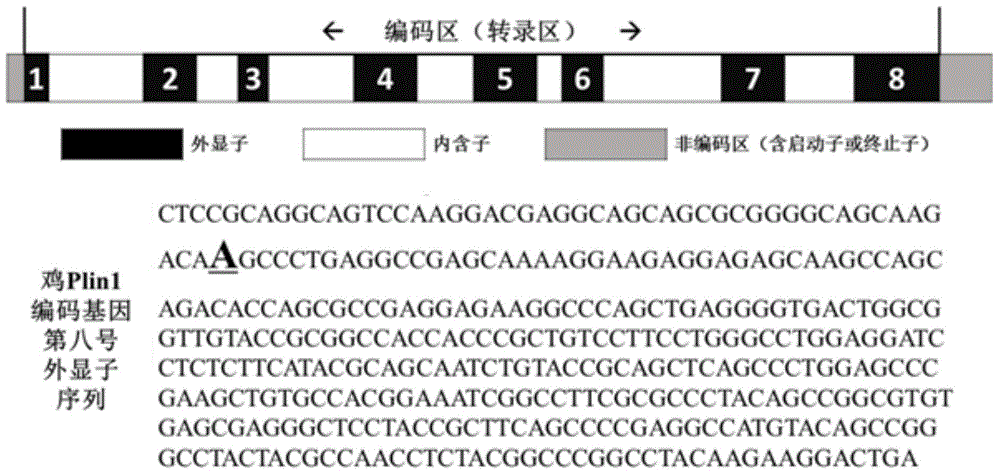 Excellent slaughter trait molecular genetic marker of broiler chicken and application of excellent slaughter trait molecular genetic marker