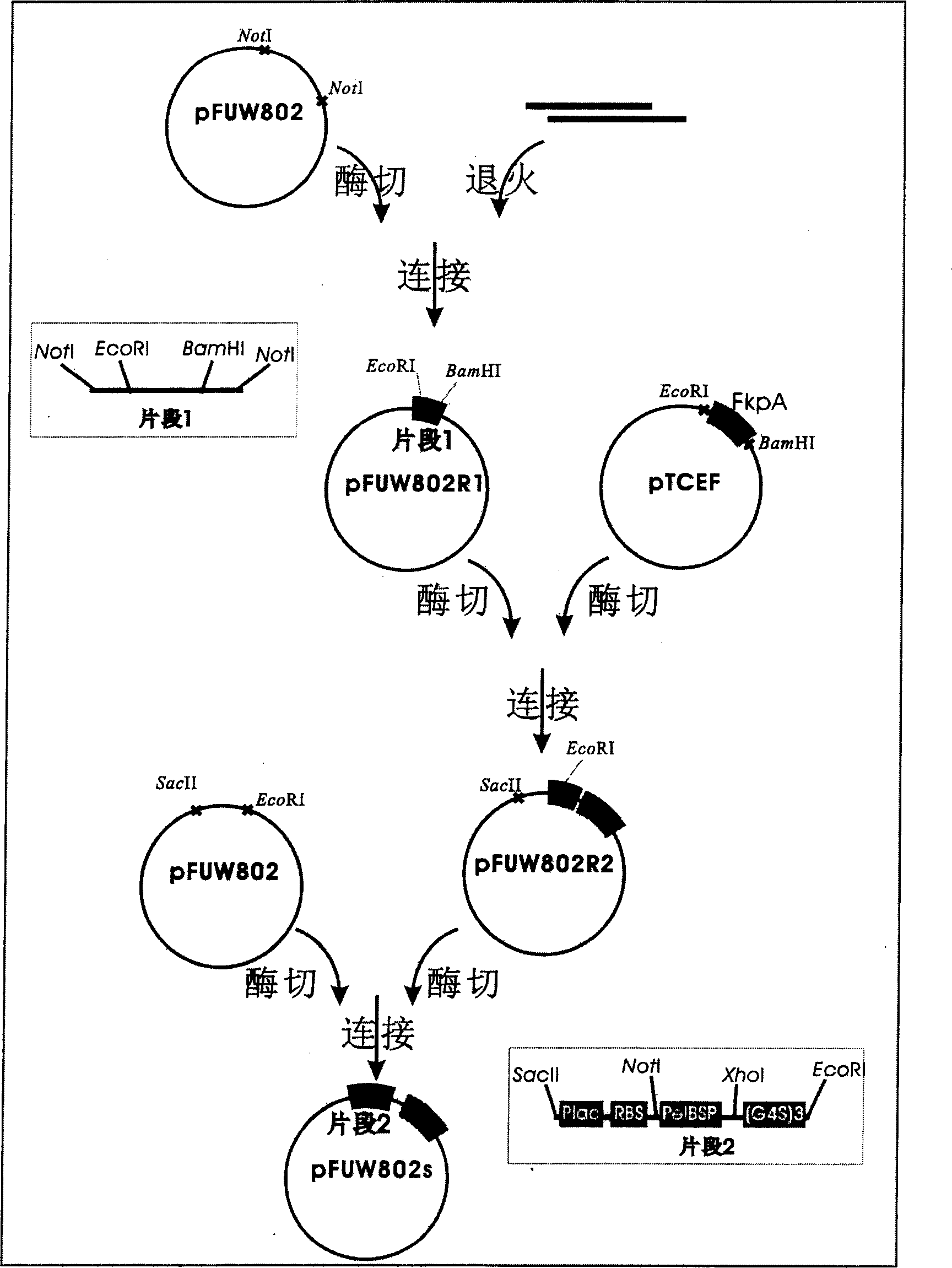 Bacillus coli periplasm cavity secretion type expression vector