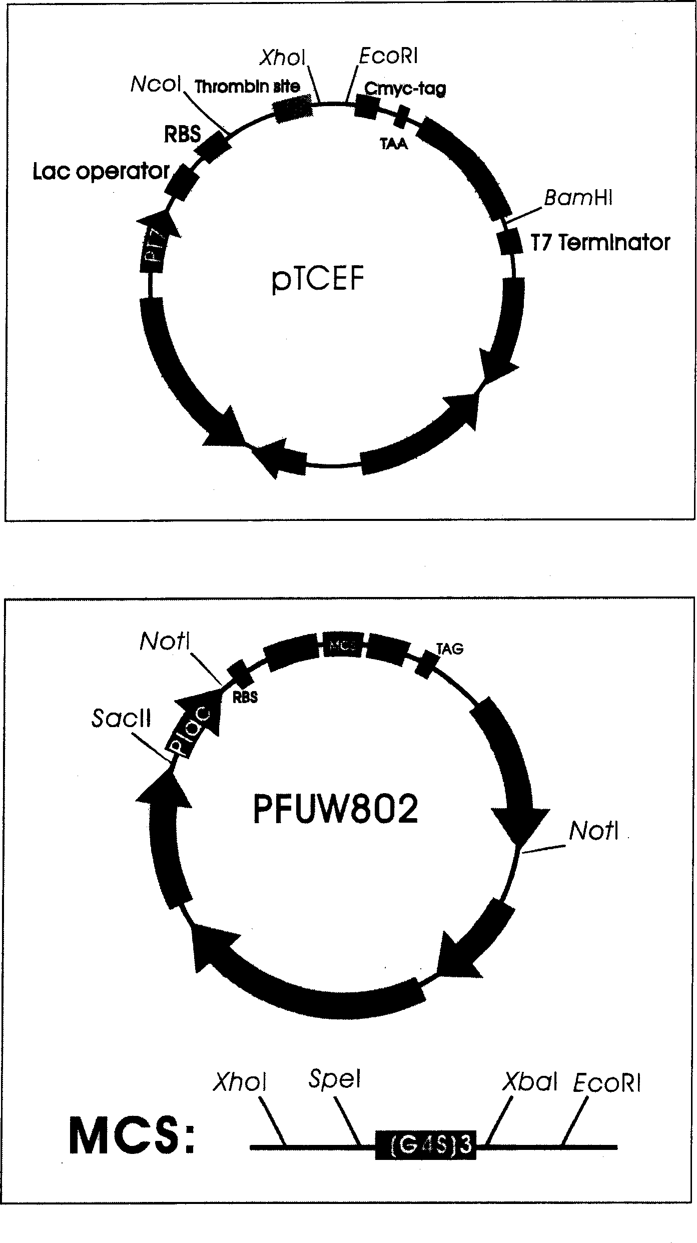 Bacillus coli periplasm cavity secretion type expression vector