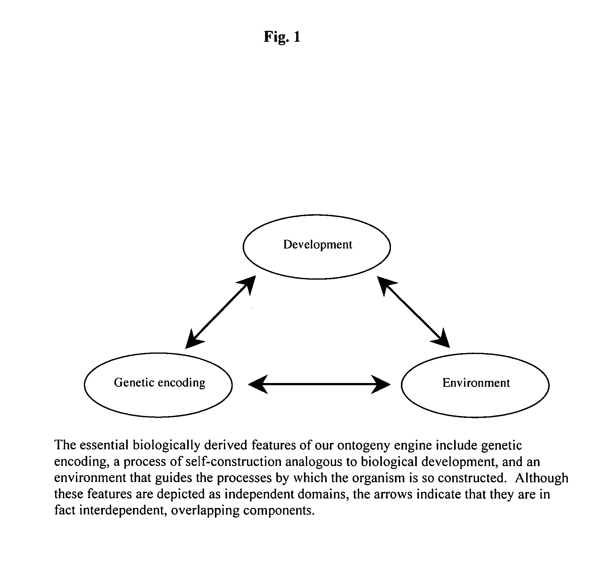 Method, system, and apparatus for virtual modeling of biological tissue with adaptive emergent functionality