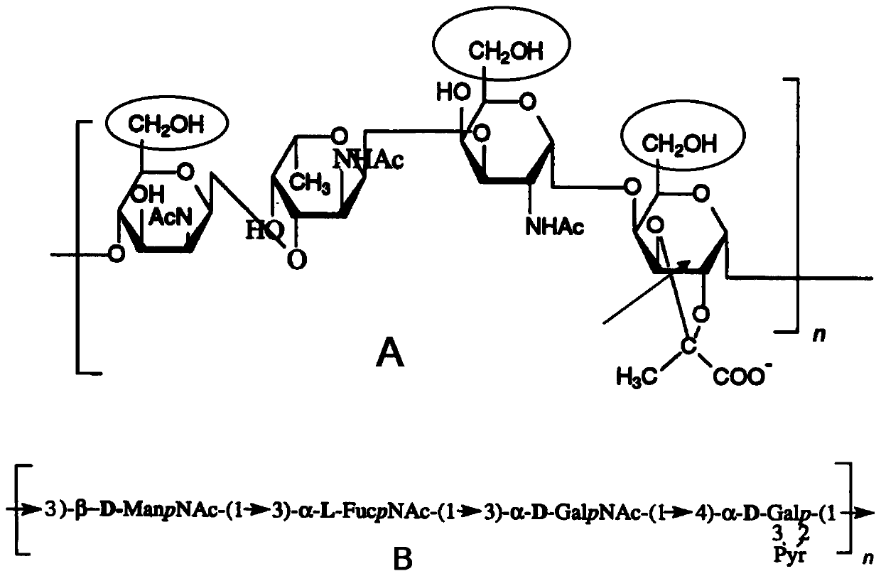 Glycoconjugate and application thereof