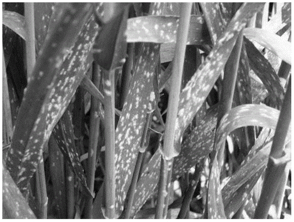 Intelligent recognition method of spore pictures of wheat powdery mildew