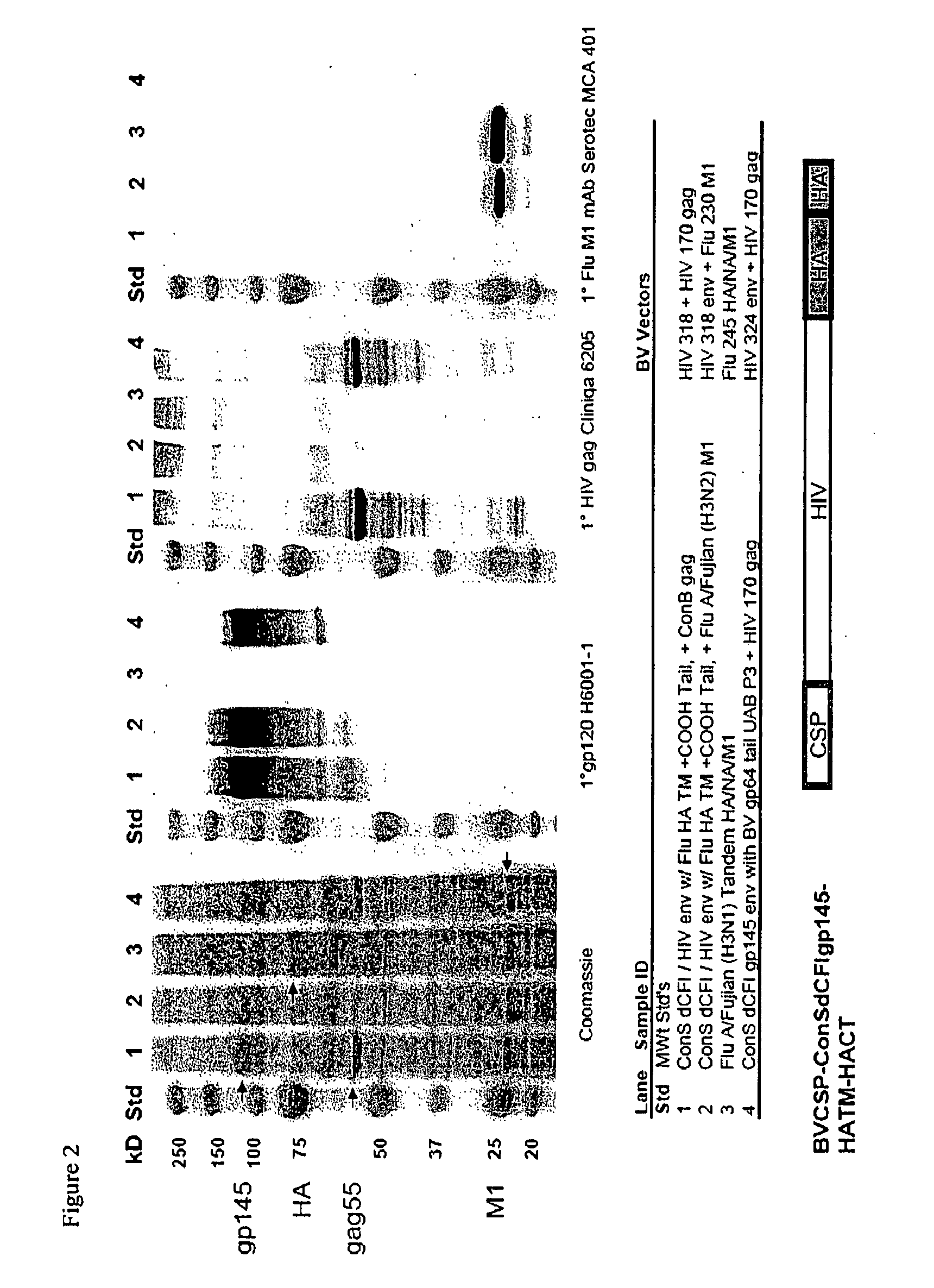 Methods of enhancing protein incorporation into virus like particles