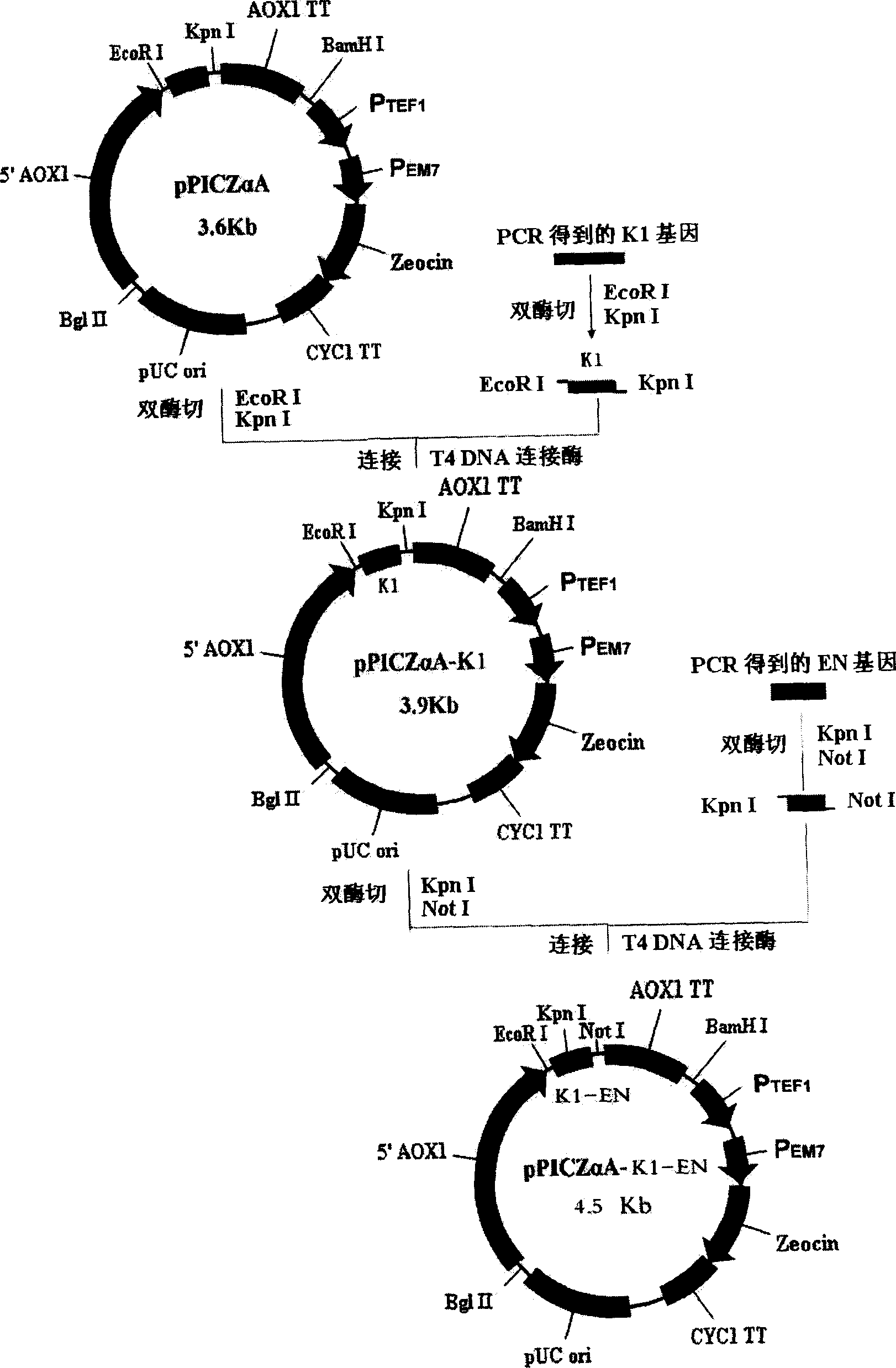 Production of gene recombinant fusion protein K1-EN