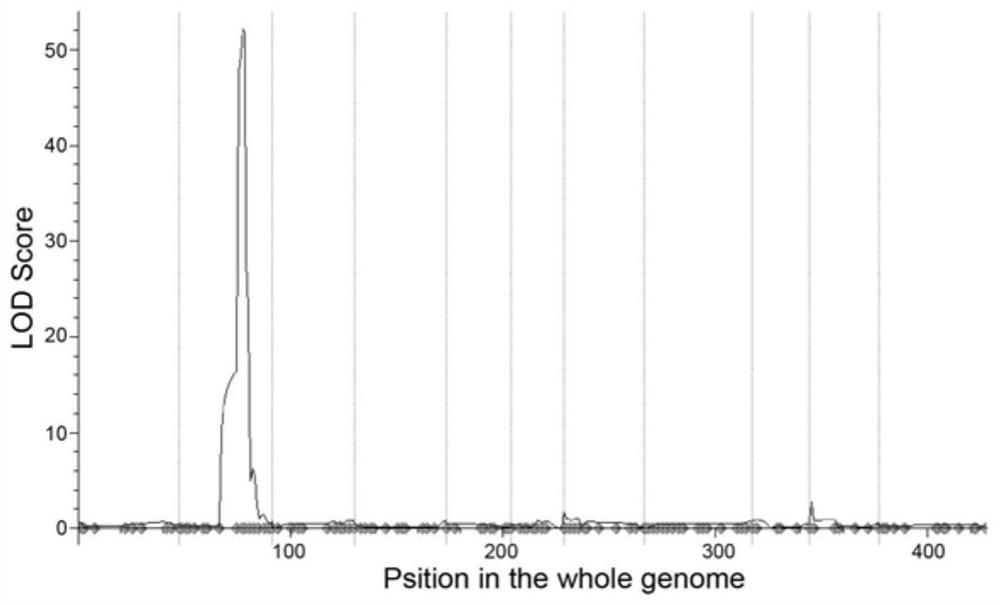 Bean metalloprotease pvftsh2 gene and its encoded protein and application