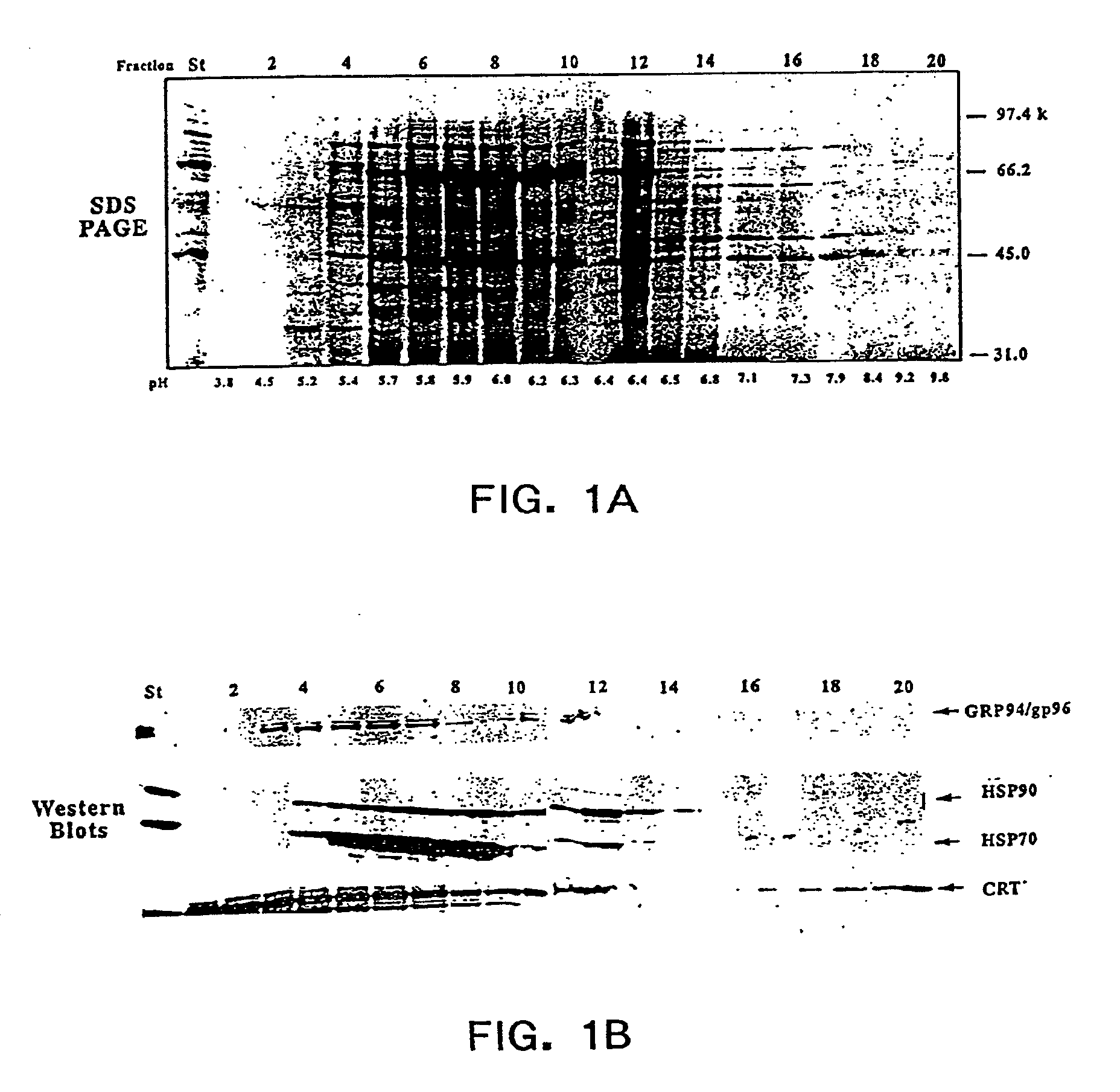 Methods of recovering chaperone proteins and complexes thereof