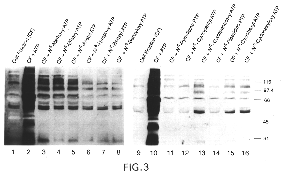 Engineered protein kinases which can utilize modified nucleotide triphosphate substrates