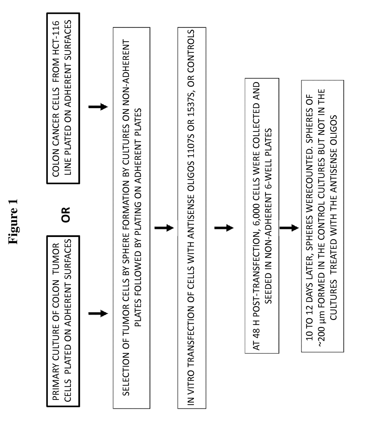 Antisense oligonucleotides for treatment of cancer stem cells