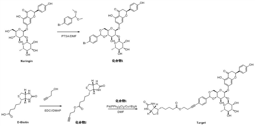 A kind of biotin-labeled naringin, preparation method and application thereof