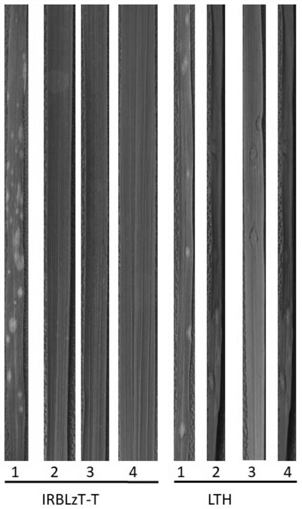 Screening method of solo-LTR toxic candidate strain with Inago2 in AvrPiz-t