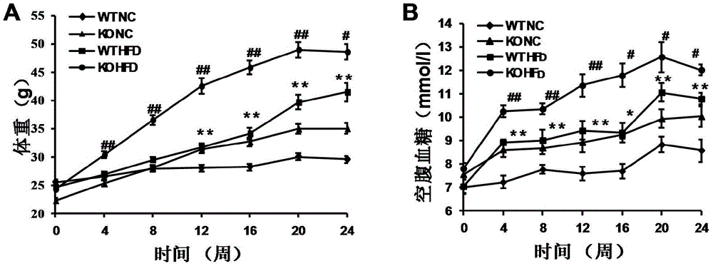 The function and application of nucleotide synthase cad gene in the treatment of fatty liver and type Ⅱ diabetes