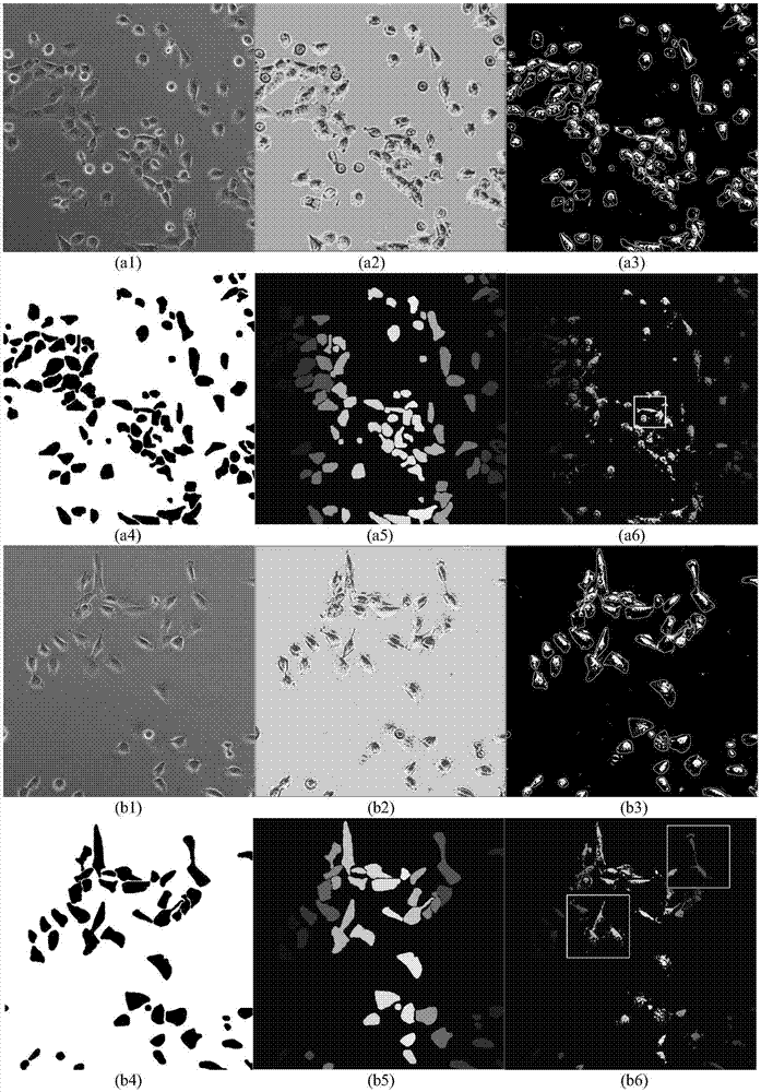 Separating and grouping method of adhesion conditions of main information of cells under contrast phase microscope for interframe-free reference information