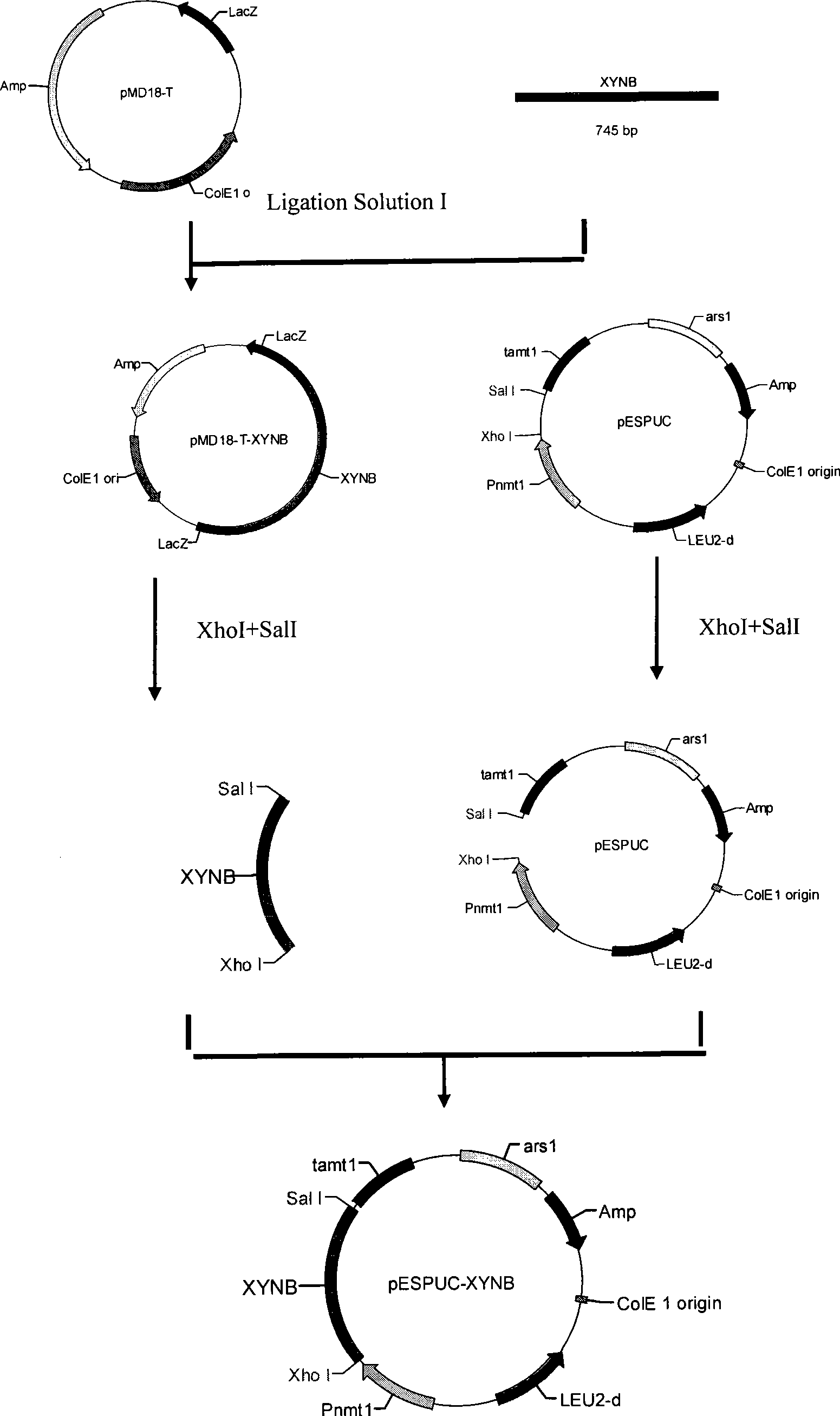 Schizosaccharomyces pombe engineering bacteria having hemicellulase activity and construction method thereof