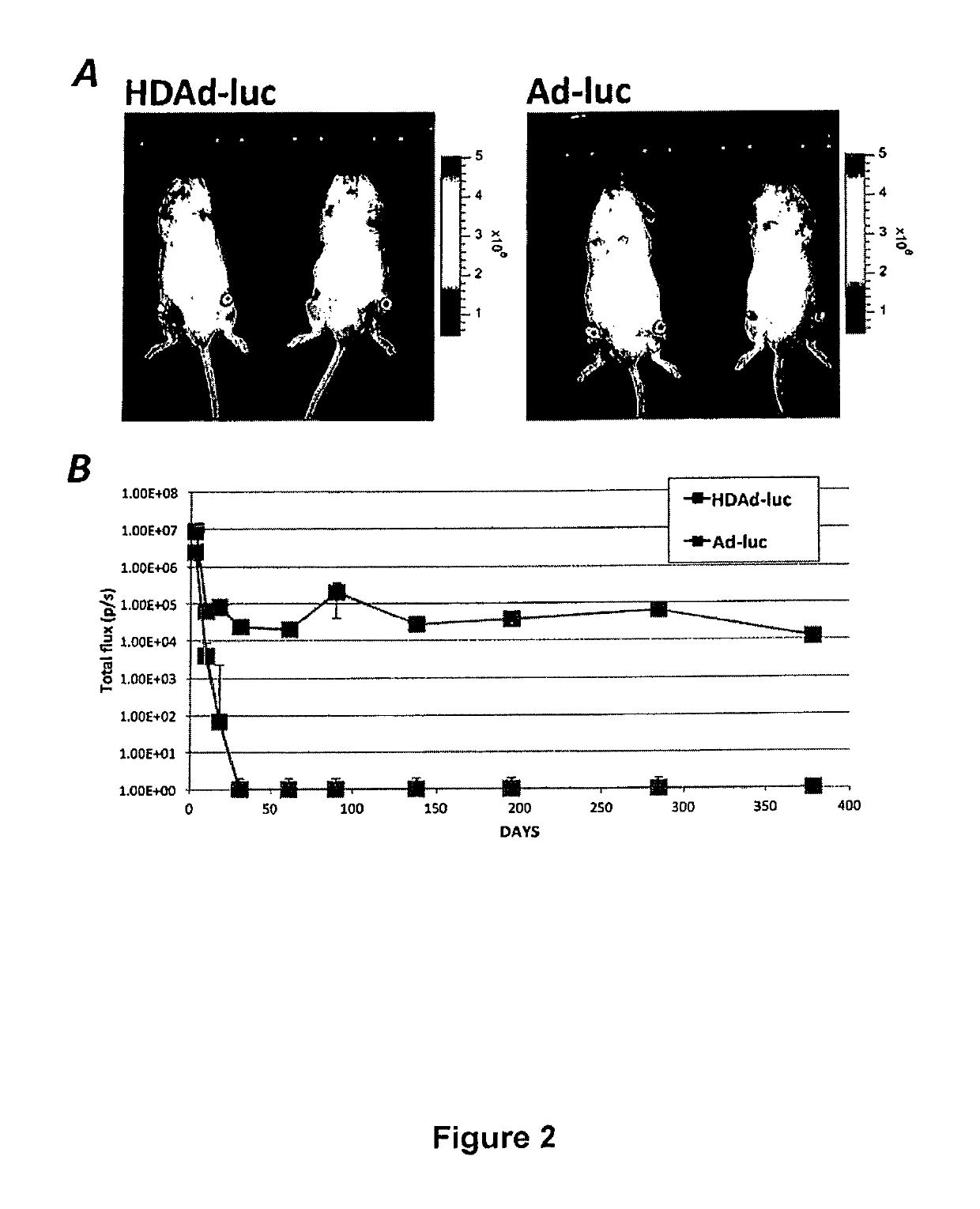 Adenoviral-based biological delivery and expression system for use in the treatment of osteoarthritis