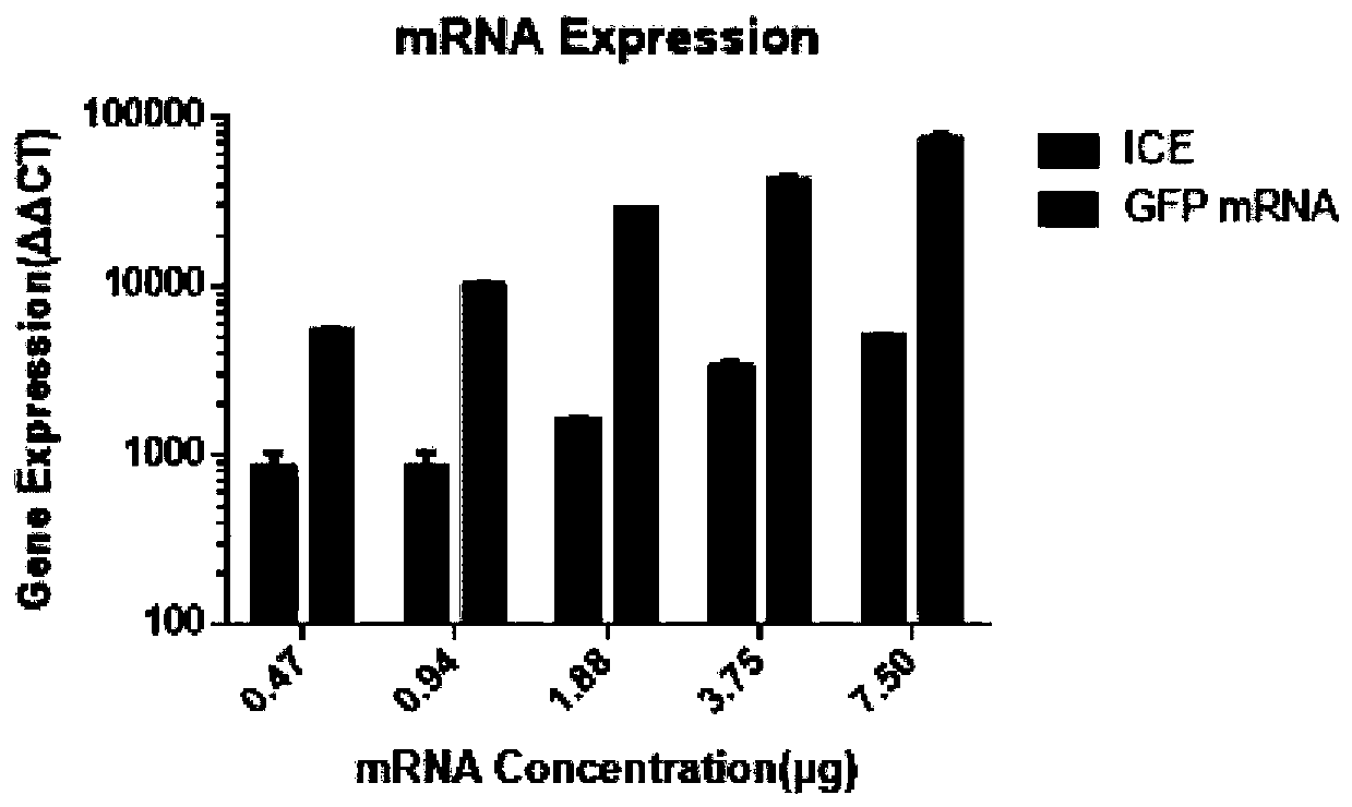 Nucleotide molecule for in-vitro transcription of mRNA, presenting cell and application