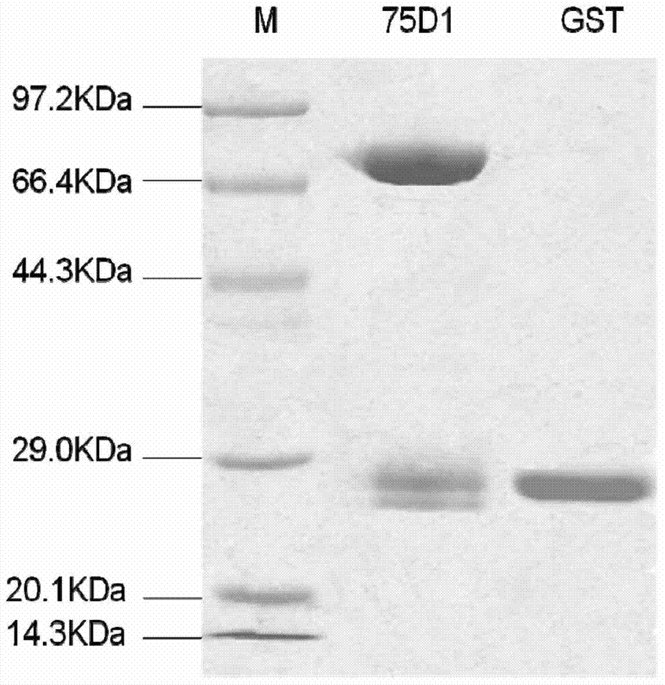 Application of Arabidopsis thaliana glycosyltransferase UGT75D1 in catalytic synthesis of auxin sugar ester
