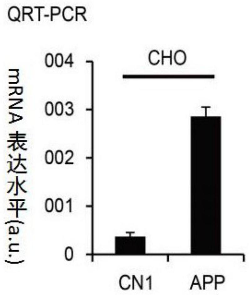 Method for constructing Alzheimer's disease (AD) cell model, and application of Alzheimer's disease (AD) cell model