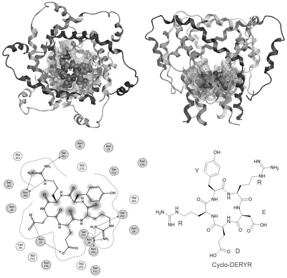 Synthesis method of cyclic pentapeptide and its application in anti-hepatitis C drugs