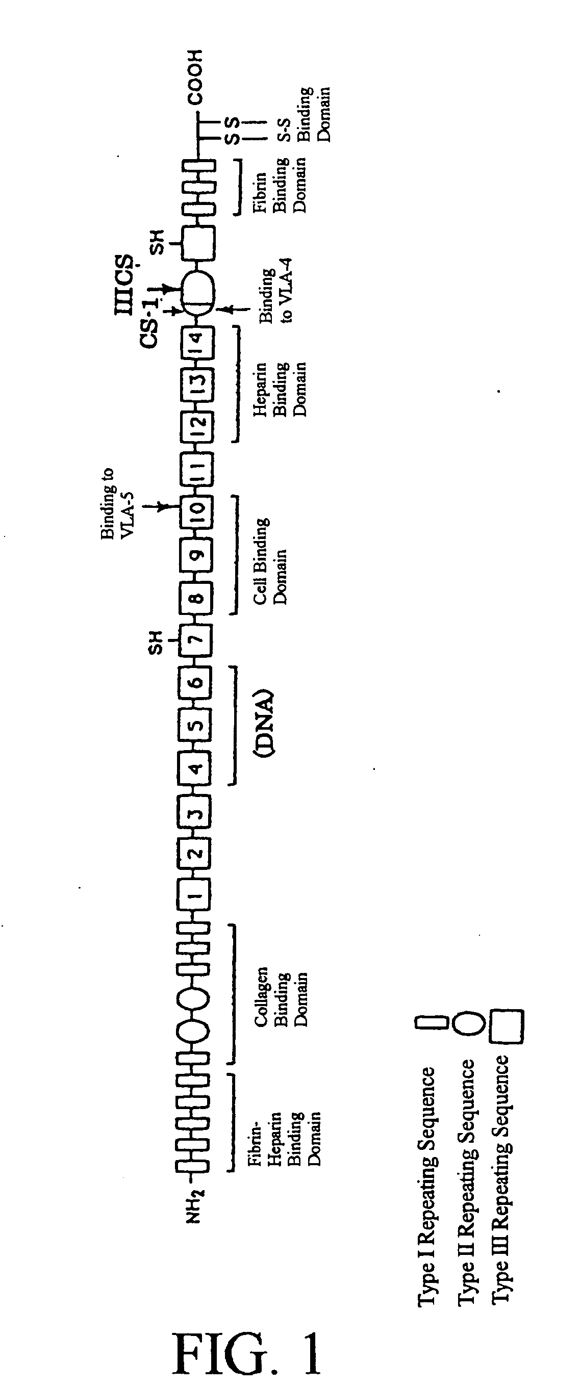 Process for producing cytotoxic lymphocyte