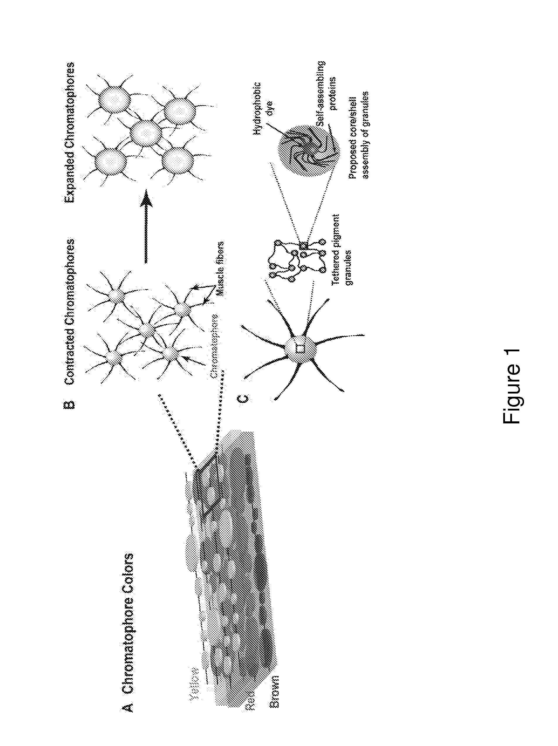 Pigment structures, pigment granules, pigment proteins, and uses thereof