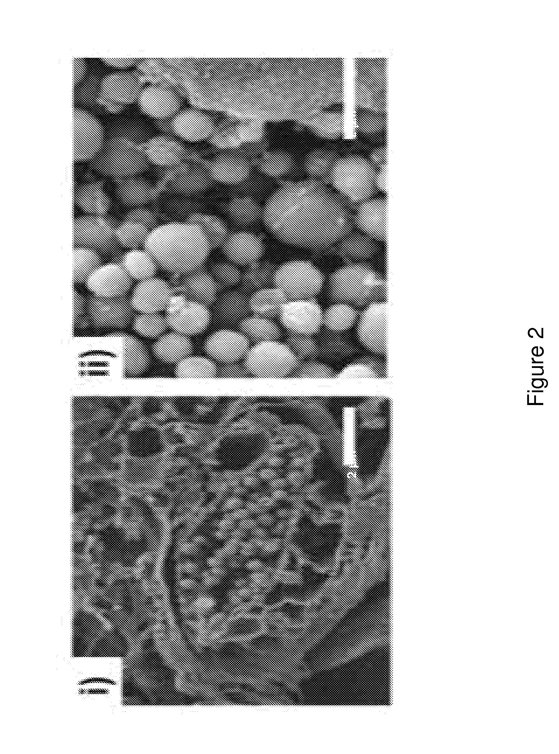 Pigment structures, pigment granules, pigment proteins, and uses thereof