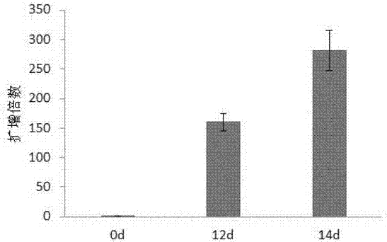 Natural killer cell culture medium and multiplication culture method for natural killer cells