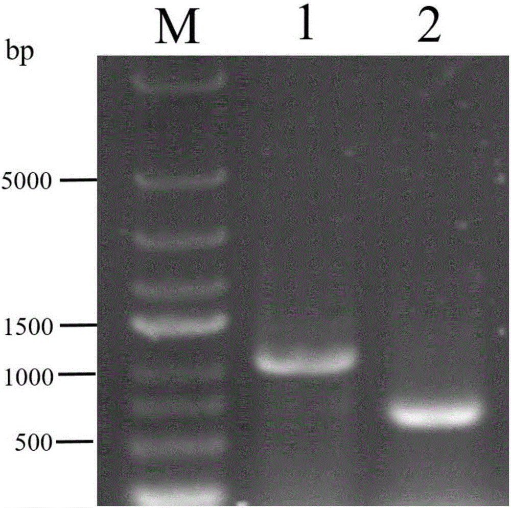 Method for knocking out arcA to increase yield of Klebsiella 1,3-propylene glycol