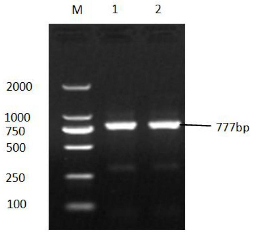 Alternaria pseudoalpacia effector  <i>na2-g9900</i> and its protein and application