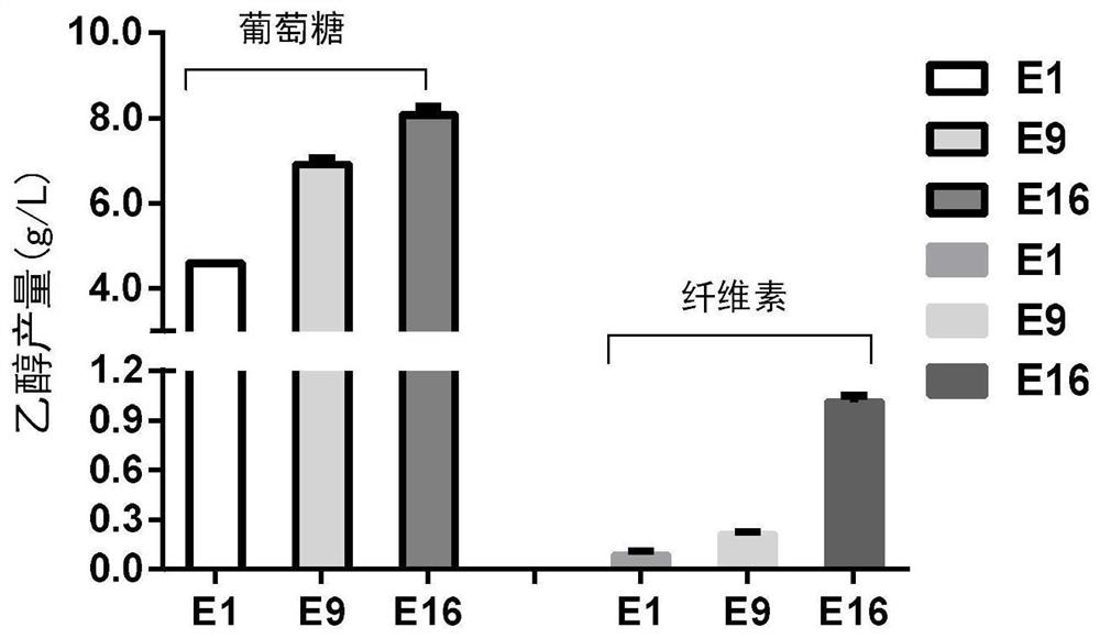 Recombinant filamentous fungus for producing ethanol from phosphofructokinase 2 mutant, construction of recombinant filamentous fungus and application of recombinant filamentous fungus in ethanol production