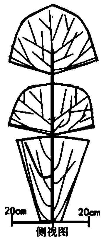 Culture method of leaf and flower dual-purpose tea tree crown
