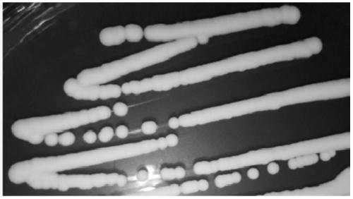 A strain of Pichia anomaly with high production of 4-vinylguaiacol and ethyl acetate and its application